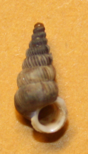 Cochlostoma sloveni